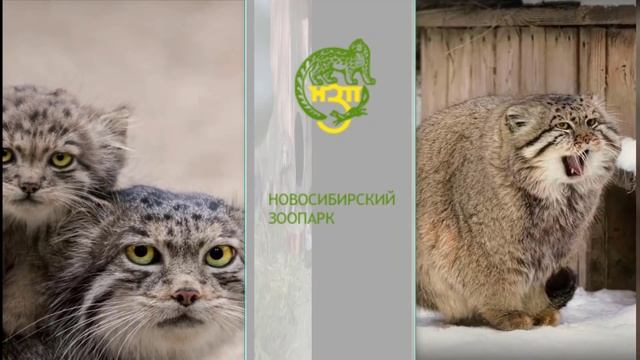 Кот манул, пушистый хищник с самой шикарной шубой среди котов смотреть онлайн