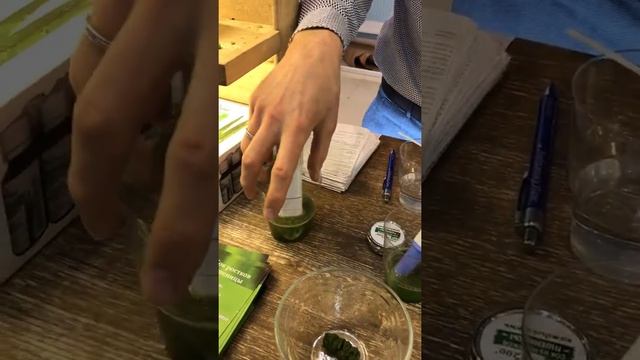 Ростки пшеницы Живи200 в два раза понижают ОВП ( окислительно Восстановительный потенциал) смотреть онлайн