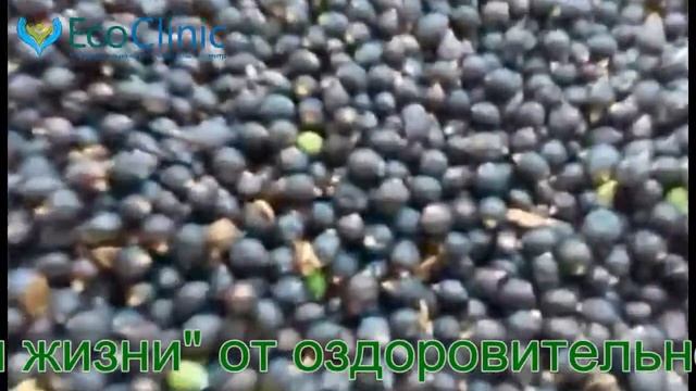 Обзор целебных трав смотреть онлайн