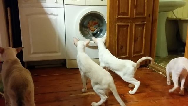 Кино про стиралку ))) смотреть онлайн