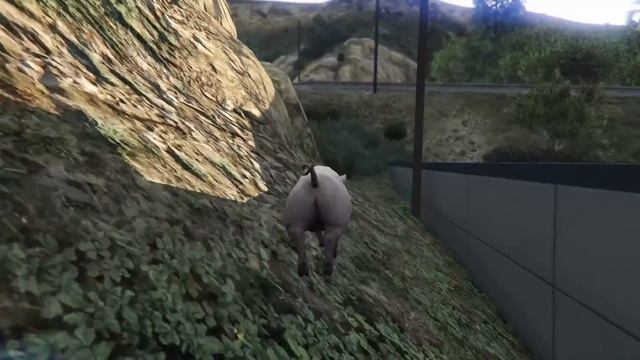 Свинья - Лофофоры - Grand Theft Auto V (PC) смотреть онлайн