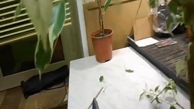 фикусы в марте. смотреть онлайн