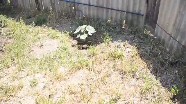 ПАВЛОВНИЯ ЭНЕРДЖИ на 30 июня смотреть онлайн