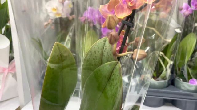 #dailyvlog Беру вас со мной на шоппинг… не только орхидейном… 🤗🌸 смотреть онлайн