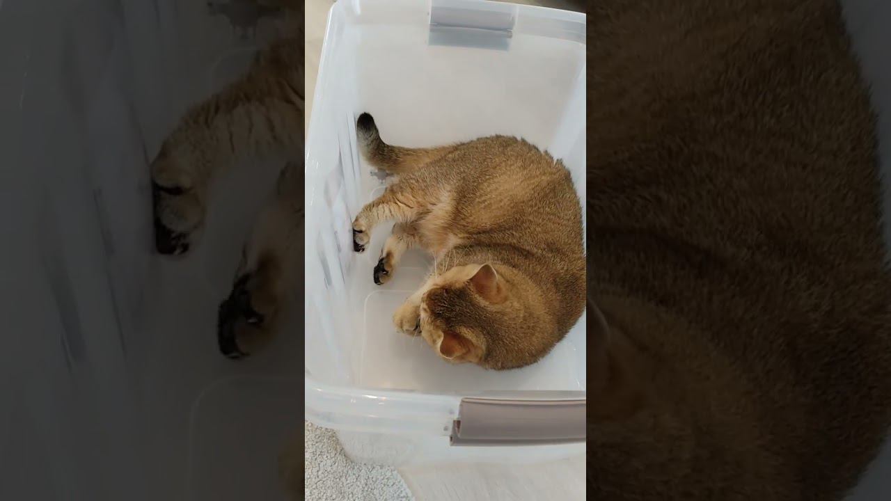 Тошино воскресенье  #cutecat #cat #funny #cute #animal #безкотаижизньнета