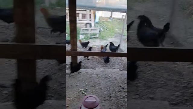 Кошка которая несёт пасхальные яйца. смотреть онлайн