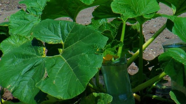 Тыкву-гиганта выращивают школьники в Чигирях смотреть онлайн