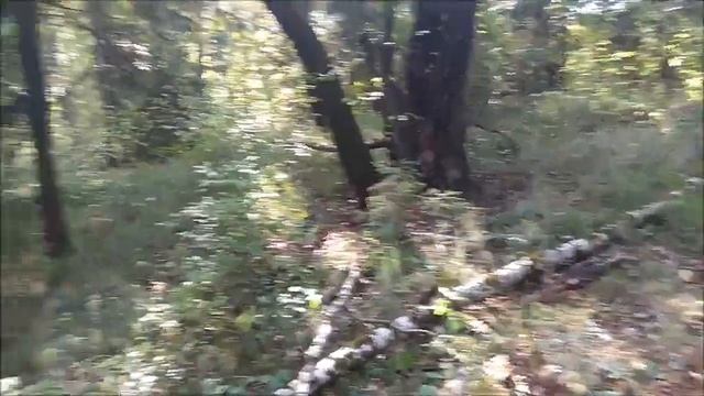 В поисках старой дороги. Коп с MD-6350