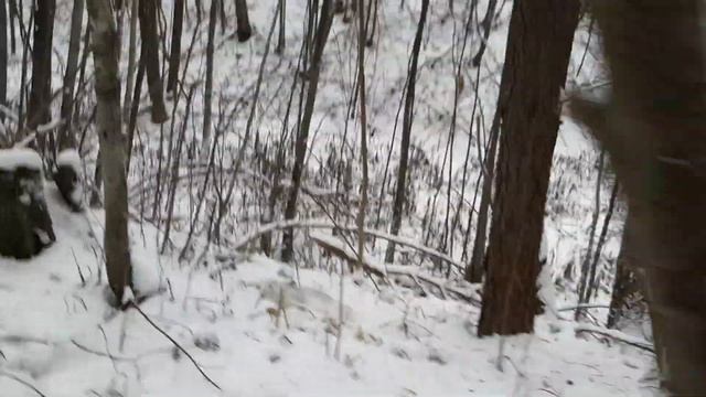 Заяц-беляк. Охота, добор собаками смотреть онлайн