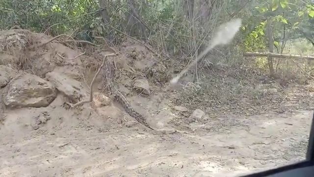 Big Size Anaconda Python Near amb una Himachal pradesh смотреть онлайн