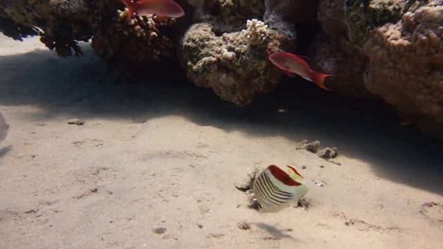 Eritrean butterflyfish. Рыба бабочка. Подводный мир Красного моря. Дайвинг в Египте смотреть онлайн