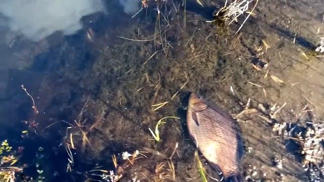 Ловля карася вершей - расселение в пустой пруд. смотреть онлайн