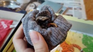 ЛЕТУЧИЕ МЫШИ - влог ? Можно ли их содержать дома?