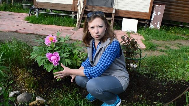 Древовидный пион: выращивание, уход и зимовка смотреть онлайн