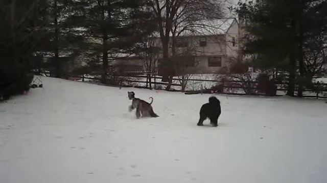 Мои Афганы играют в снегу смотреть онлайн