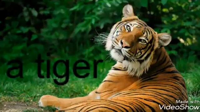 ДИКИЕ ЖИВОТНЫЕ НА АНГЛИЙСКОМ/ WILD ANIMALS IN ENGLISH смотреть онлайн