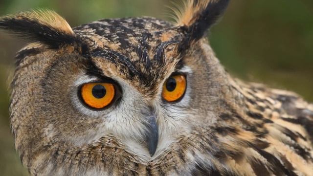 Филин? смотреть онлайн