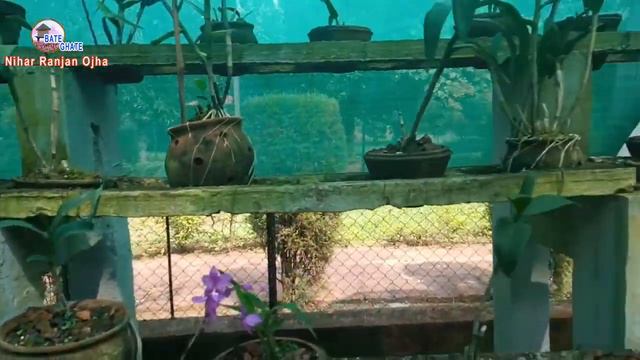 Orchid house I Botanical garden Bhubaneswar смотреть онлайн