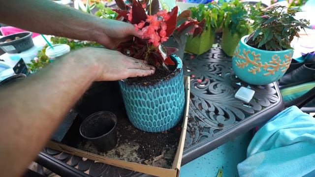 New Coconut Palm || Potting Begonias || Palm Trunk Hanging Basket || Fertilizer Talk ||Saturday Vlo смотреть онлайн