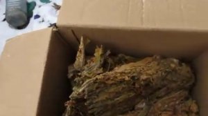 табак  самый ленивый способ обработки табака