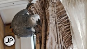 ✅ ПРЕЖДЕ ЧЕМ ЗАВОДИТЬ ЖАКО,  или другого ПОПУГАЯ, ПОСМОТРИ ЭТО ВИДЕО   ЖАКО ПЕТРУНЯ