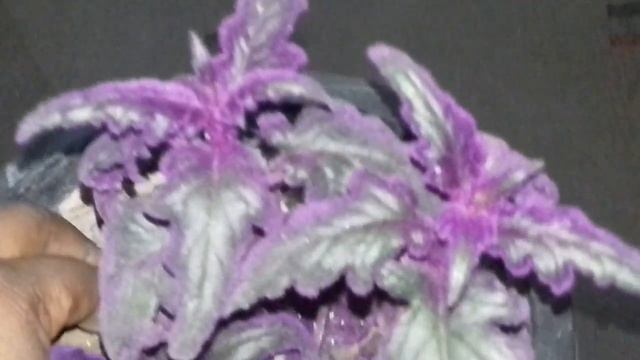 75.How to grow and care Purple passion plant, Velvet coleus plant смотреть онлайн