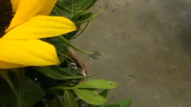 Melissas Sonnenblumengesteck