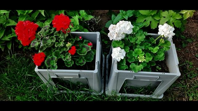 КОЛЛАЖ ИЗ ФОТО ЦВЕТОВ НАШЕГО САДА (COLLAGE OF FLOWERS) смотреть онлайн