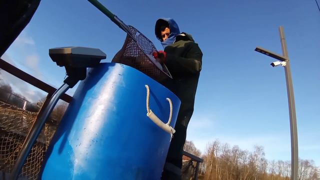 Запуск форели смотреть онлайн