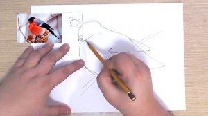 КАК НАРИСОВАТЬ ПТИЦУ