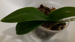 БОРЬБА С НАСЕКОМЫМИ В ОРХИДЕЯХ!!! Мой ОПЫТ и РАЗОЧАРОВАНИЕ!!!