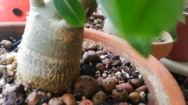 Мои растения в ноябре 2022г.Растения,которые я победила. смотреть онлайн