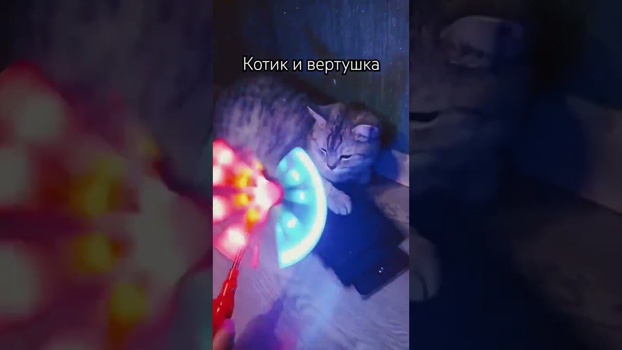 Котик и вертушка! #shorts смотреть онлайн