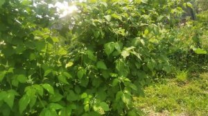 малина Глен Кое и Бристоль,цветение.1.06.23