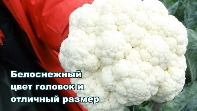 КЛИПЕР F1 - ОЧЕНЬ РАННЯЯ ЦВЕТНАЯ КАПУСТА С ОТЛИЧНЫМ ТОВАРНЫМ ВИДОМ смотреть онлайн