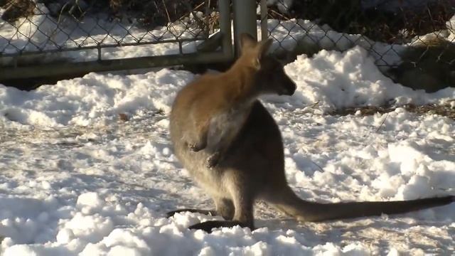 Brunhalset Kænguro Macropus rufogriseus fra Knuthenborg Safaripark til Organia Zoo смотреть онлайн