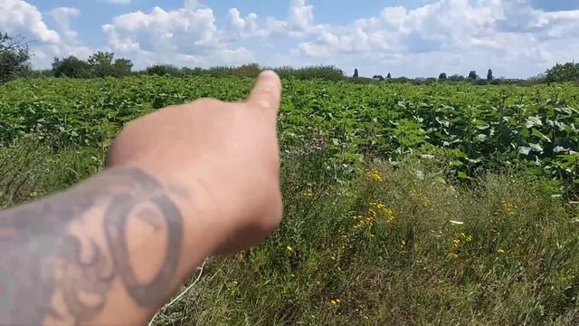 На хозяйстве пополнение. Будем пробовать разводить. смотреть онлайн