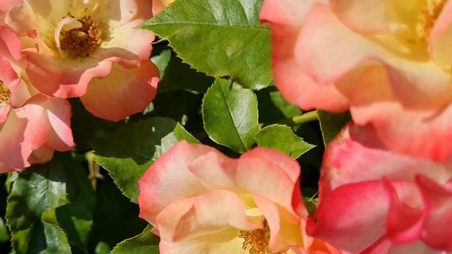 РОЗОЧКА ?БЕТТИ БУП смотреть онлайн