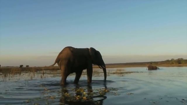 Это Безумное Животное Легко Победит Мегалодона смотреть онлайн