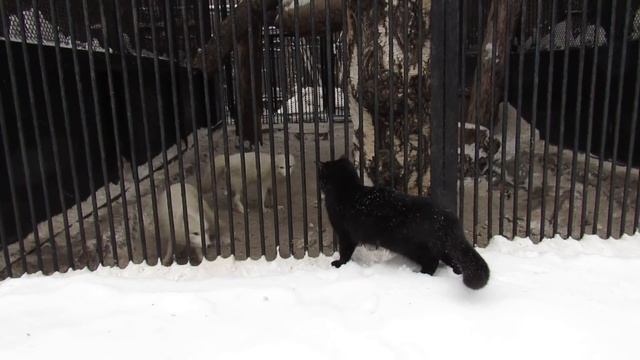 Очень смелая кошка охотится. 20.01.19 г. смотреть онлайн