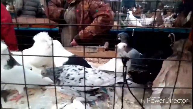 Съездная ярмарка голубей на рынке садавод г. Москва 31.10.2020г. смотреть онлайн