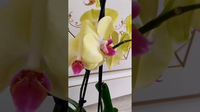 Орхидея - Жёлтая Жемчужина смотреть онлайн