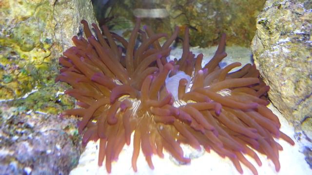 Anemone eating III смотреть онлайн