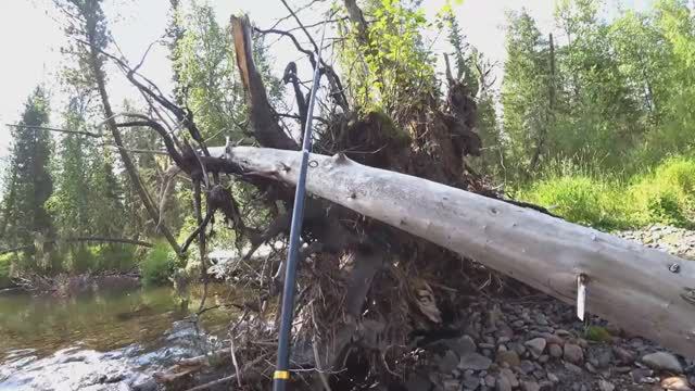 ТАЁЖНАЯ Рыбалка на ХАРИУСА в ДИЧАЙШИХ местах СИБИРИ/ Каждый Заброс РЫБА/ Ночёвка и БЫТ в ТАЙГЕ!!! смотреть онлайн