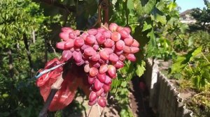 Виноград Жар-птица и коронный 2020