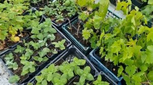 Мята Мохито, Перечная и Ментоловая. Размножение мяты зеленым черенкованием.