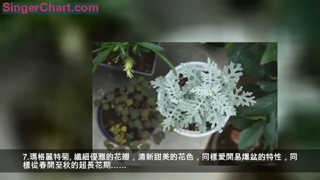 早春3月有上百種植物開花，這是我們最愛的15佳！ смотреть онлайн