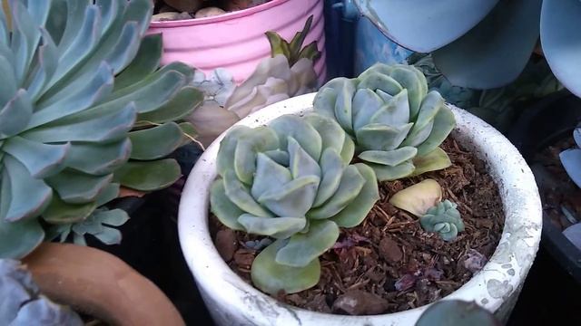 #suculentas #atualização #mudança De Clima ...