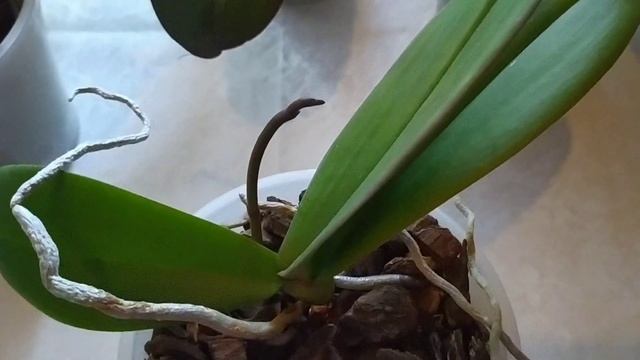 Орхидеи и цветоносы. Июль 2022г. Часть 2. смотреть онлайн