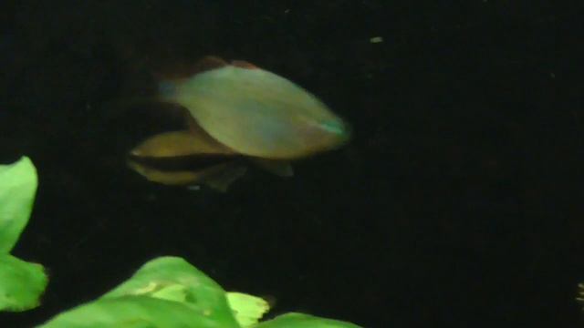 Тетра Керри - Inpaichthys kerri смотреть онлайн